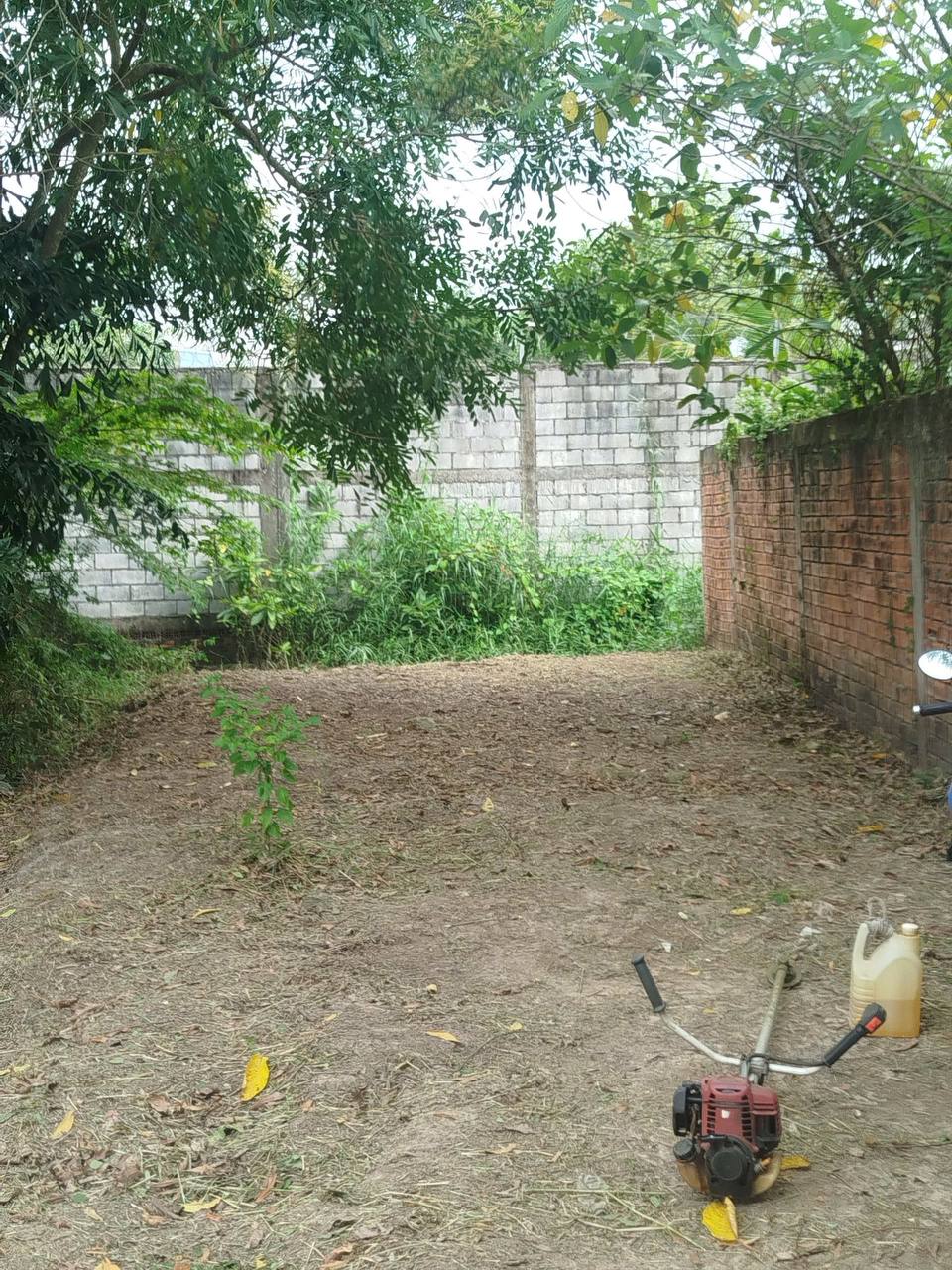 Cắt cỏ đất trống tại Sóc Trăng - kết quả sạch gọn